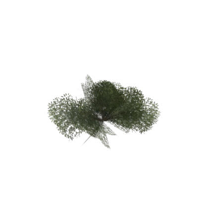 UK BUSH #
