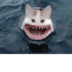 A Friend Club Woof Woof, Meow Meow