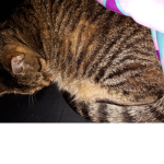 Gacha life fan group and kitten match fan group
