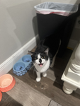 cutie cats!!!!!!<3