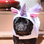 The unicorn pug squad