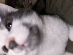 COCOS COOL CAT GROUP