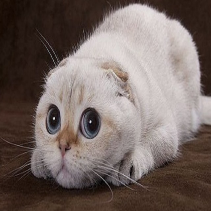 CAT Roblox decal
