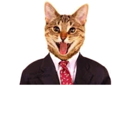 tiny cat's lobby