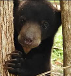 The Bear Rebellion