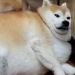 strong dog