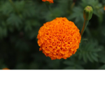Orange Lacasa