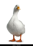 Republic Of Duck Community