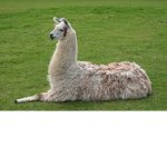MrLlamas Roblox Community