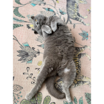 Bear the funnies cat