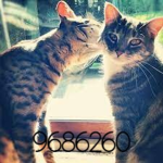 Azurito