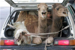 2 camels in a tiny car!