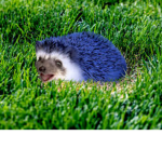 Team hedgehogs!!!!!