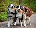 Australian Shepherds