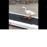 Emmory duck