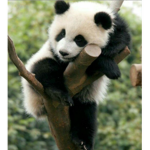 panda YT sub