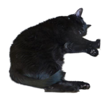 black sleepy kitty