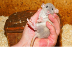 Brotherhood of Rats