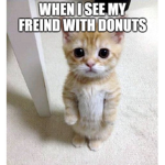DONUT KITTENS!