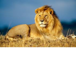 lion enterprise