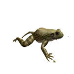 The Official Frog Cult