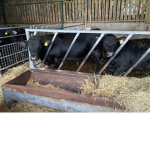 Cow luvers