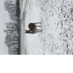 Donkeyyy