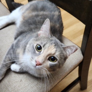 Commanded to Conquer [INDEV]