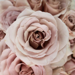 -BloomAves-