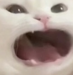 토토리 커뮤니티