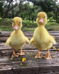 Duckiesss!