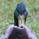#WeLikeDucks