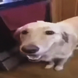 Butter dawg