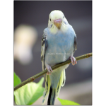 best friend and bird group