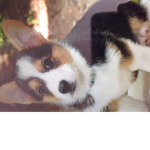 Doggys rule:)