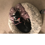 Dog Squad HQ