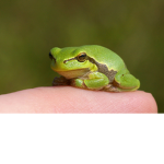 frog e fandom