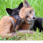 FirEx fox