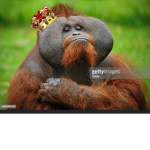 Epic Monke Sqaud