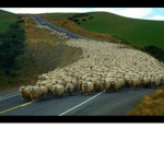 The beeping sheep army
