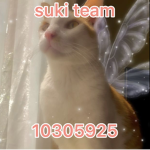 suki team