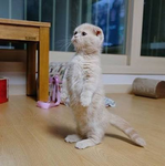 O_Y
