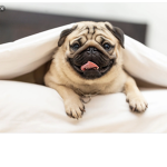 red cute dogs