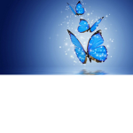 the butterfly cuties
