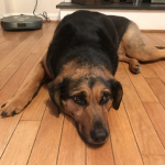 Annie Dog Group