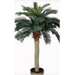 Palmtree makes coconuts