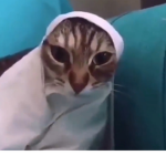 V.ı.p KERTENKELELER