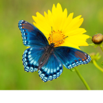 Butterfly squad :D :P