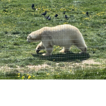 Polar bear development studio