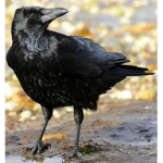 Crow1234Clan